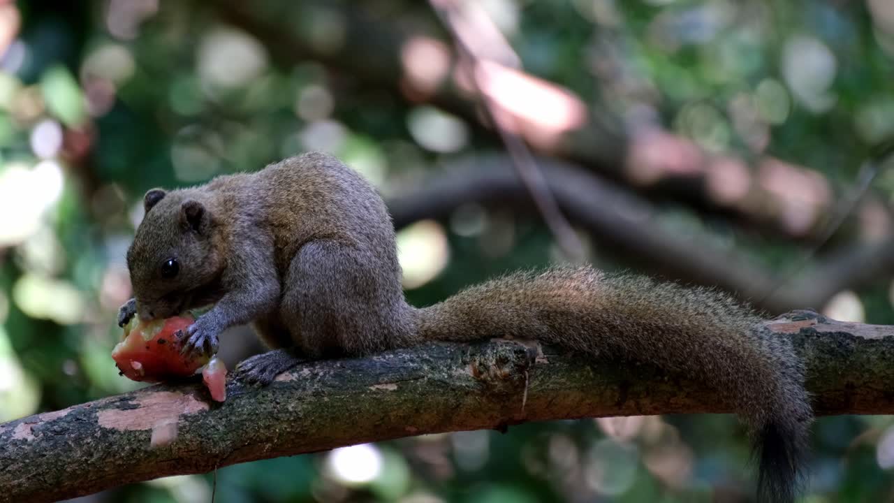 comiendo intensamente una fruta y luego huye hacia la izquierda trayendo su comida, ardilla de vientre gris callosciurus caniceps, parque nacional kaeng krachan, tailandia