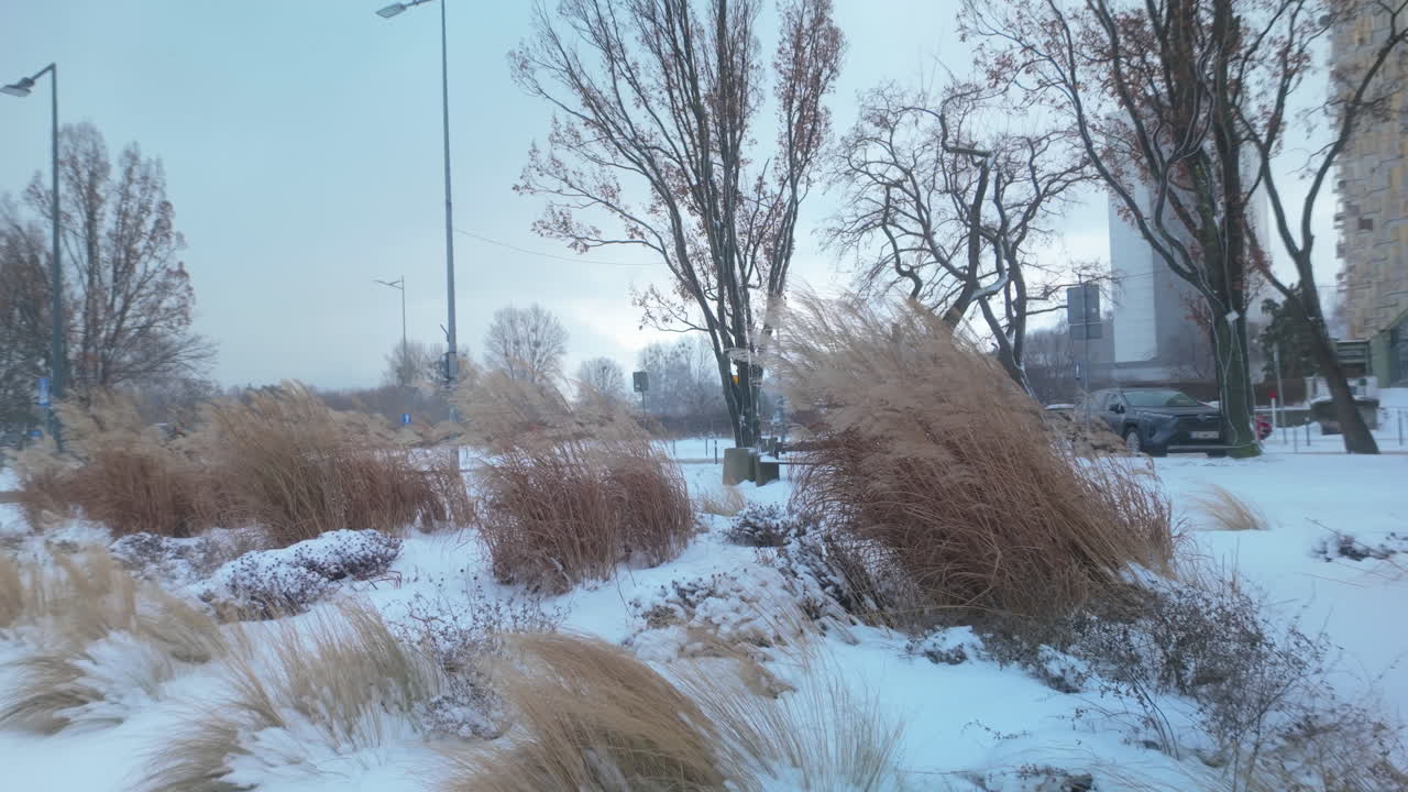 Snow covers ornamental grasses and trees in a peaceful urban park in Gdynia with cars and buildings in the background