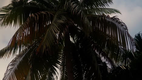 miami beach palmtrees waving in the wind