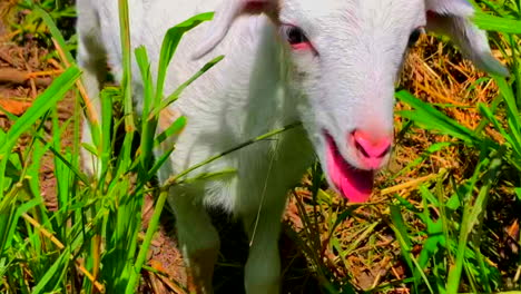 un curioso y vivo corderito blanco
