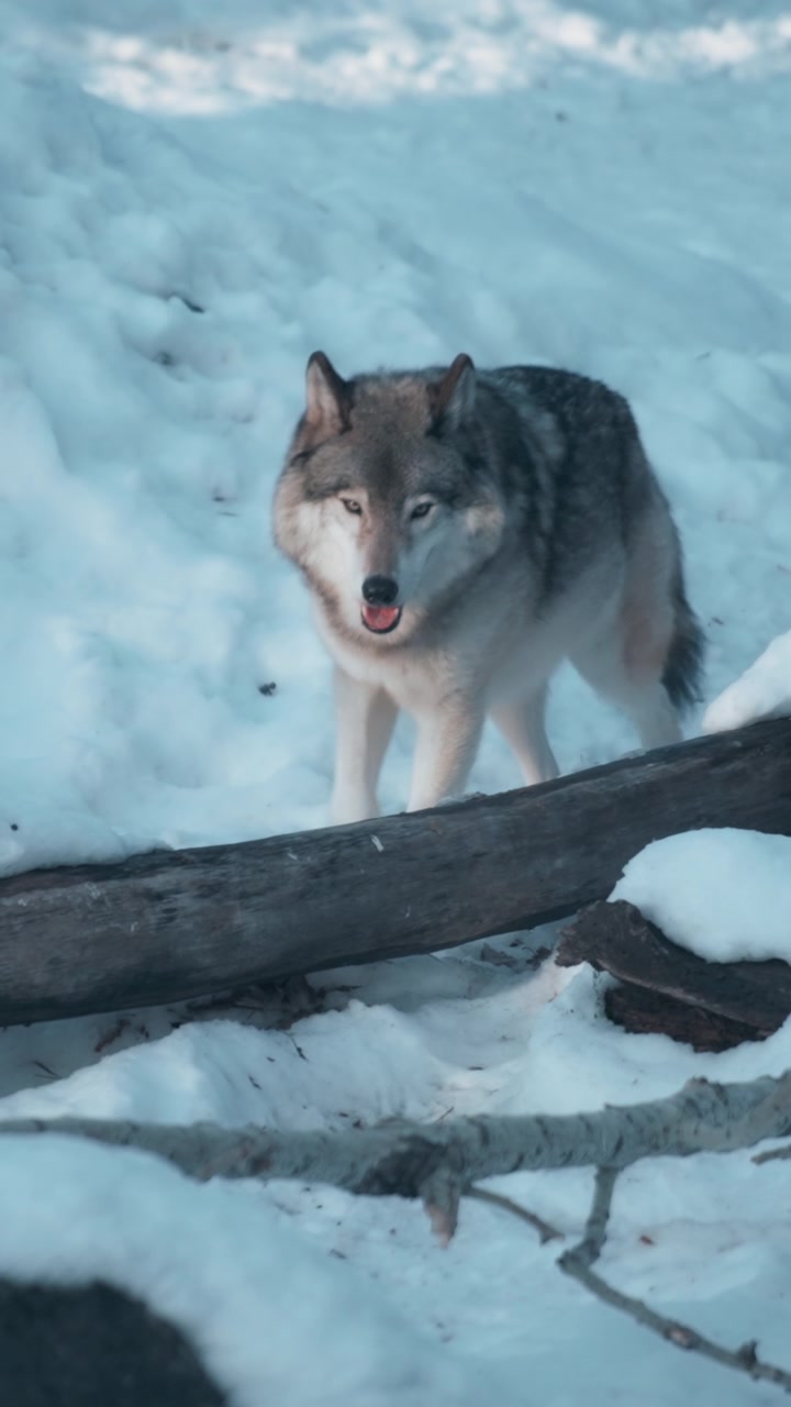 Grey wolf running through the snowy forest in winter. Vertical.