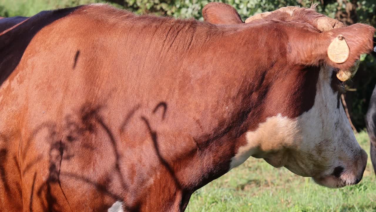 varios ángulos de una vaca pastando al aire libre