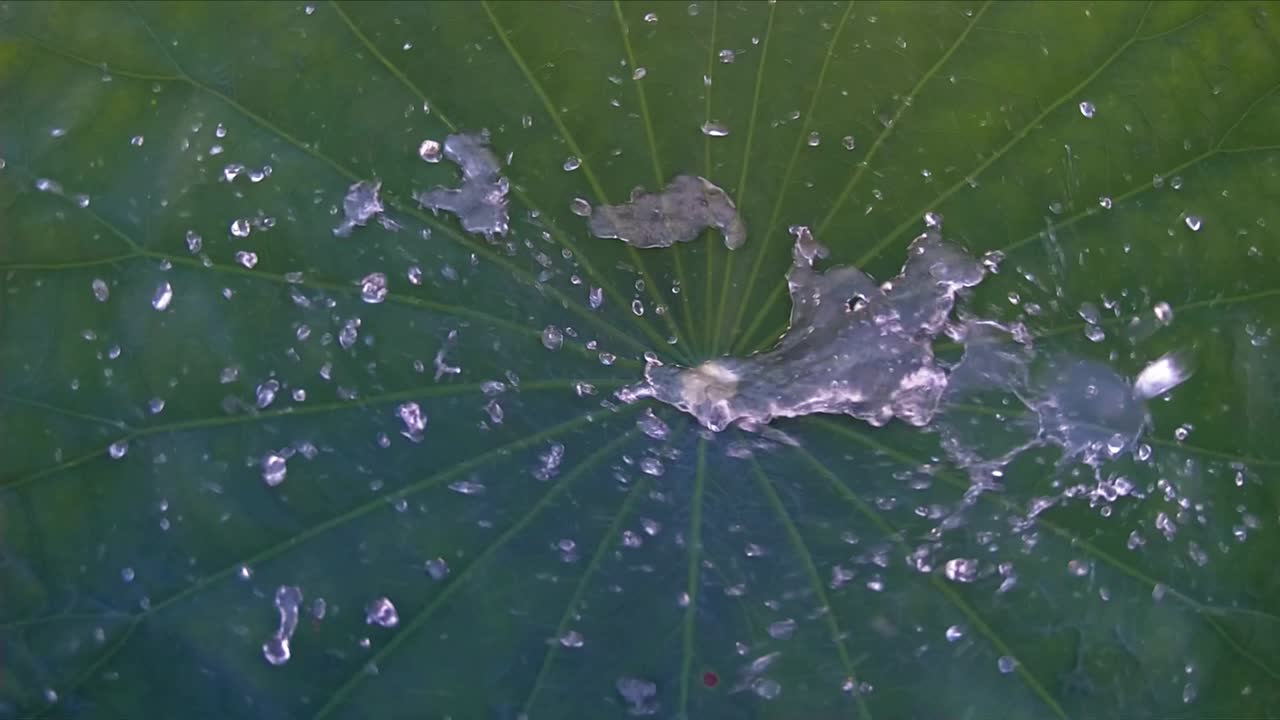 로터스 잎 위에 천천히 떨어지는 물방울