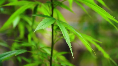 close up shot of cannabis plant