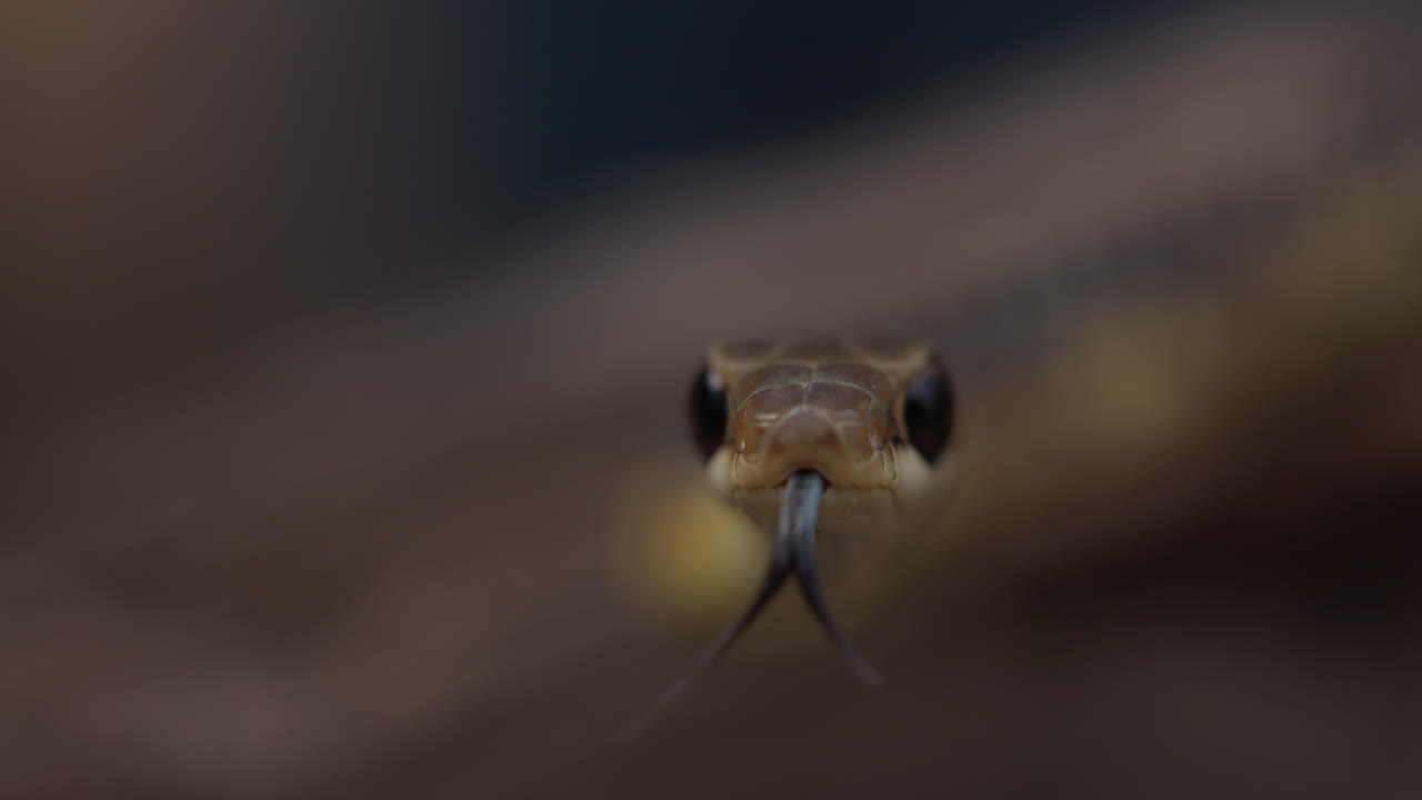 Primo piano frontale: Un serpente arboricolo dal dorso bronzato saggia l'aria con la sua lingua biforcuta in nitido slow motion