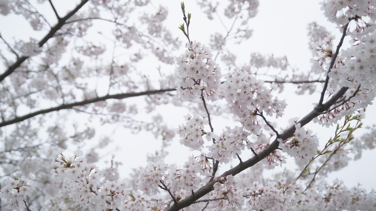 precioso sakura floreciente blanco ondeando en el viento en un día nublado