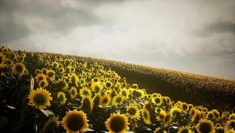 Sunflower-field-and-cloudy-sky