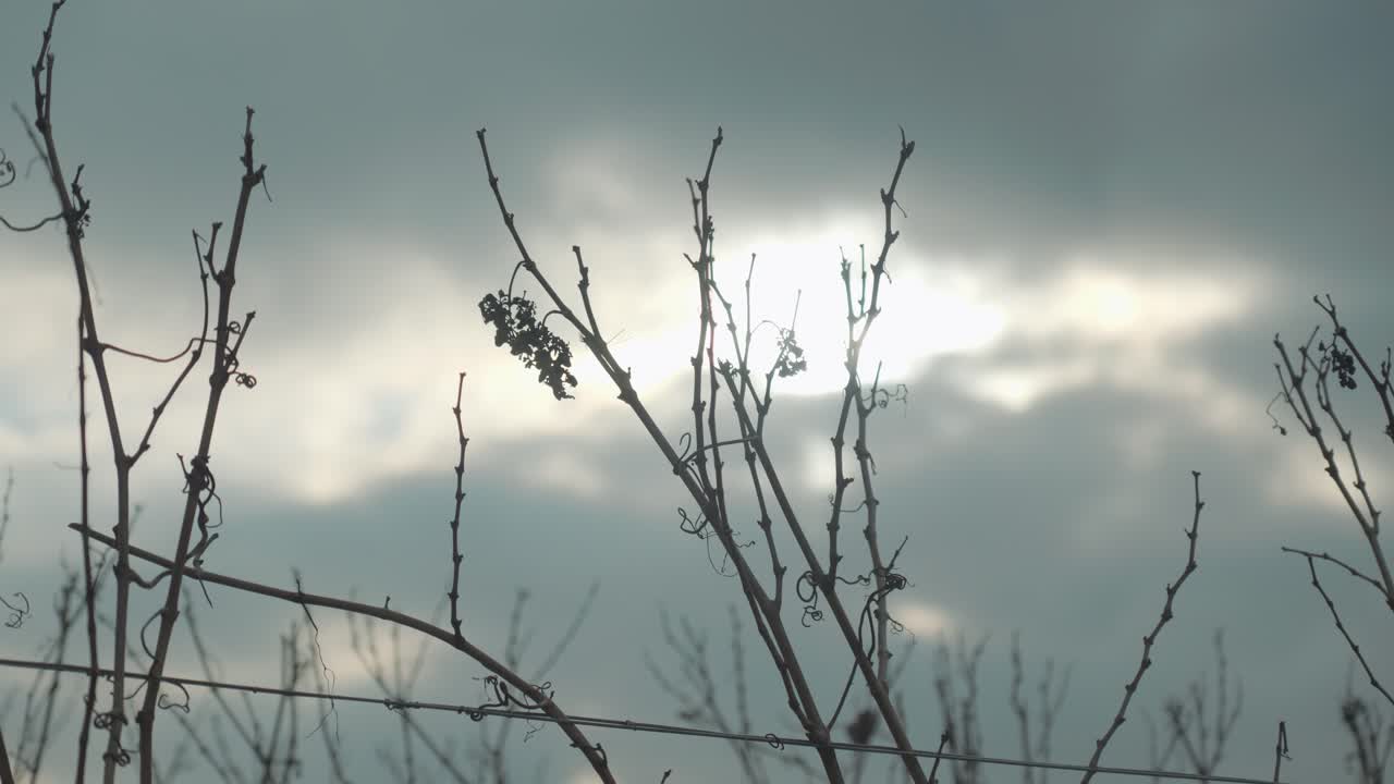 slow establishing shot of grape vines barren during the autumn