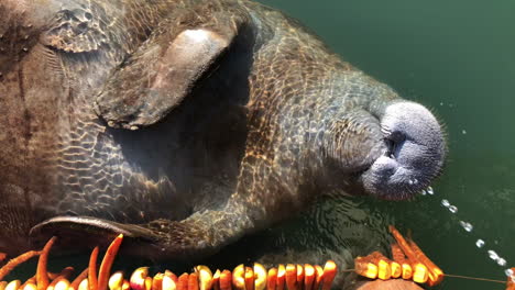 Funny-marine-manatee-upside-down-floating-and-drinking-freshwater-at-a-rehabilitation-center