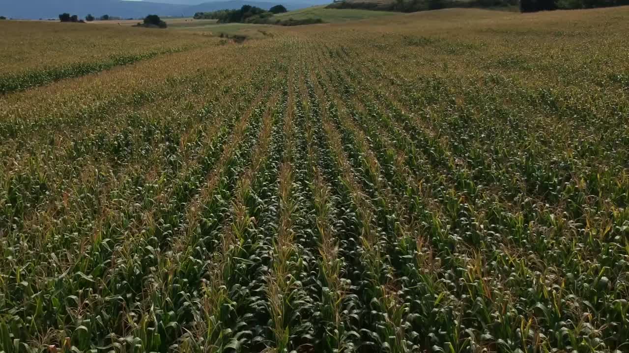 clip de drones aéreos sobre un campo de maíz en drama, grecia