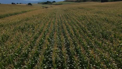 overhead drone clip over a corn field in drama, greece