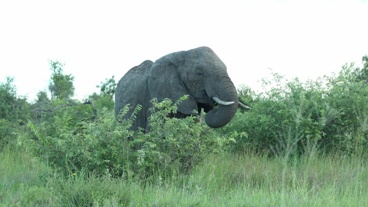 African elephant feeding on some leaves while standing behind a bush on a summer day, Greater Kruger.