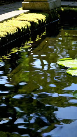 tranquil garden pond with water lilies