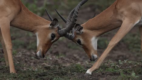 close up of two impalas sparring on a muddy embankment