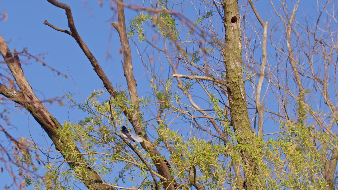 Purple martins dance above the trees in silky slow motion this spring.