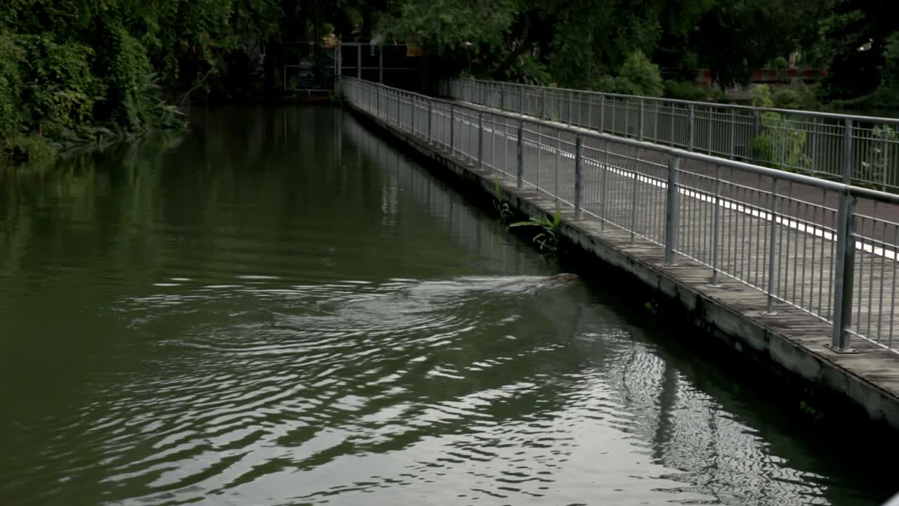 코몬도 드래곤이 공원의 다리를 향해 헤엄치고 있다