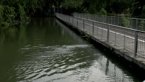 komondo dragon is swimming towards a bridge in the park