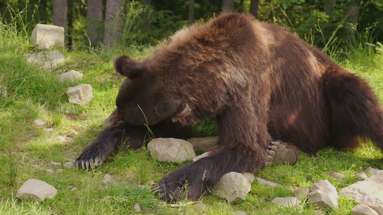 большой бурый медведь отдыхает на поляне лес на заднем плане дикая жизнь леса 4k видео