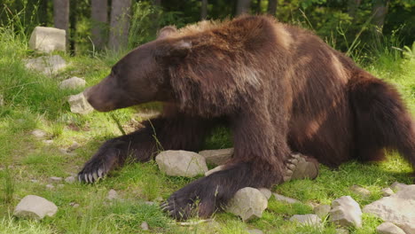 Un-Gran-Oso-Pardo-Descansa-En-Un-Bosque-Claro-Al-Fondo-La-Vida-Salvaje-Del-Bosque-4k-Video