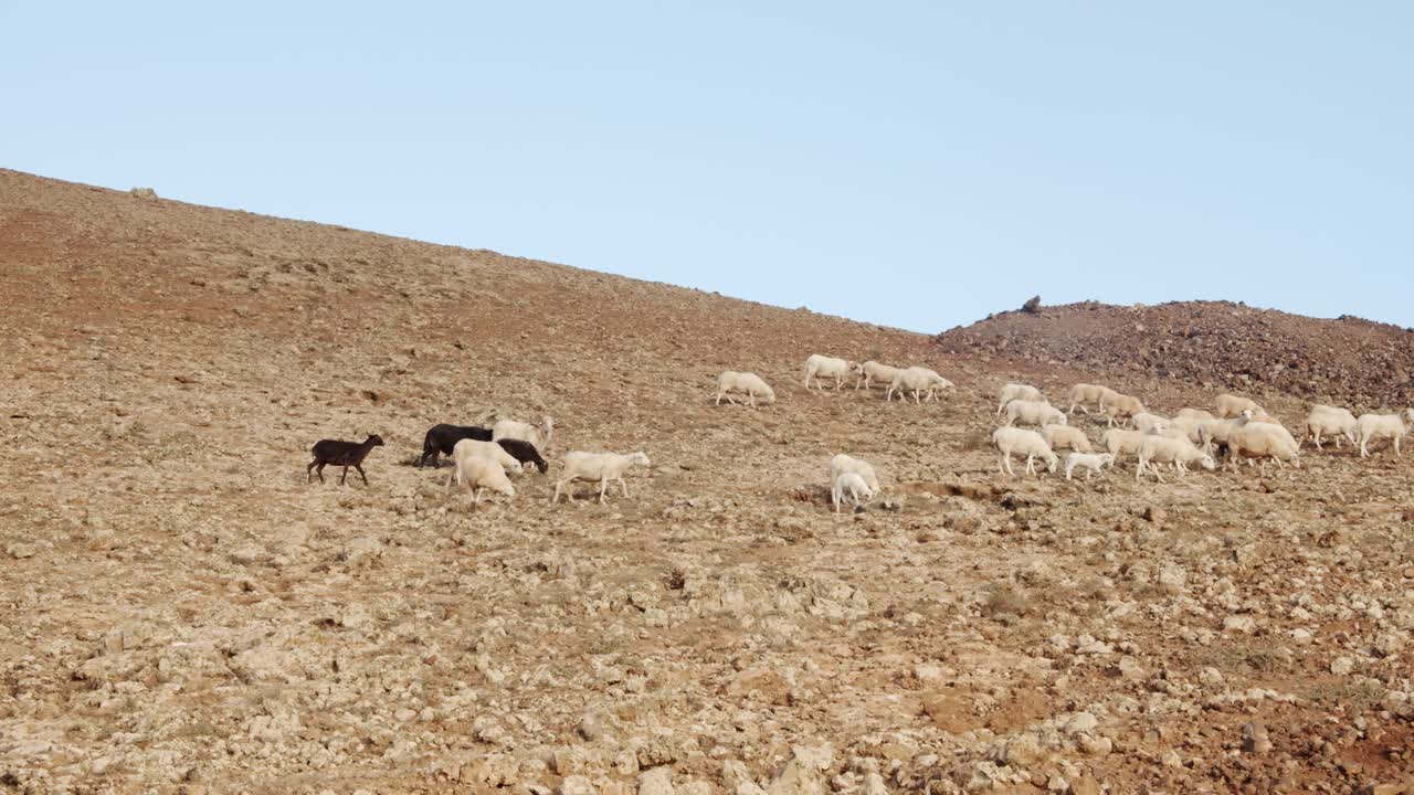 Enorme gregge di capre su terreno roccioso e collinare dell'isola di Lanzarote, vista a mano libera