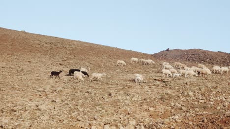 enorme rebaño de cabras en terreno montañoso rocoso de la isla de lanzarote, vista manual