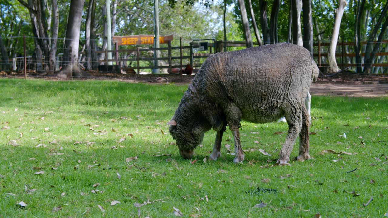 Old Sheep Grazing On Lush Green Grass, SLOW MOTION