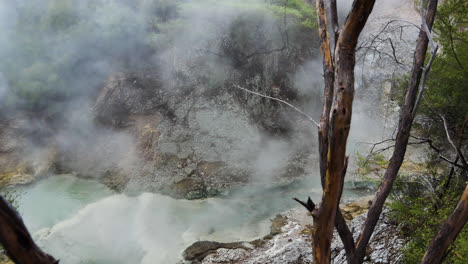 hot boiling water of natural stream rising up between tropical plants in national park of waiotapu