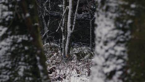 Acércate-Entre-Los-árboles-Para-Ver-Un-Gato-En-El-Bosque-En-Un-Frío-Día-De-Invierno.