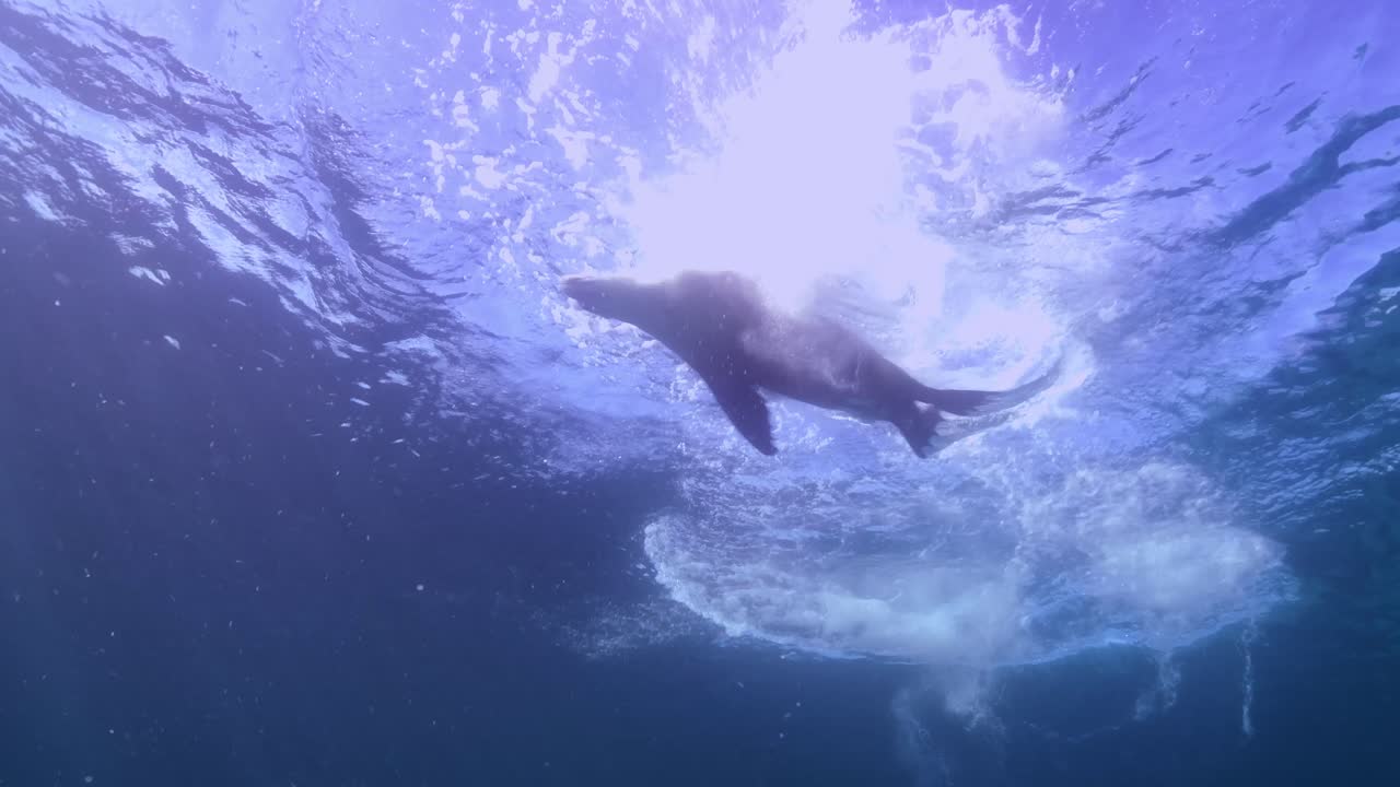 leones marinos australianos neophoca cinerea isla hopkins port lincoln sur de australia 4k