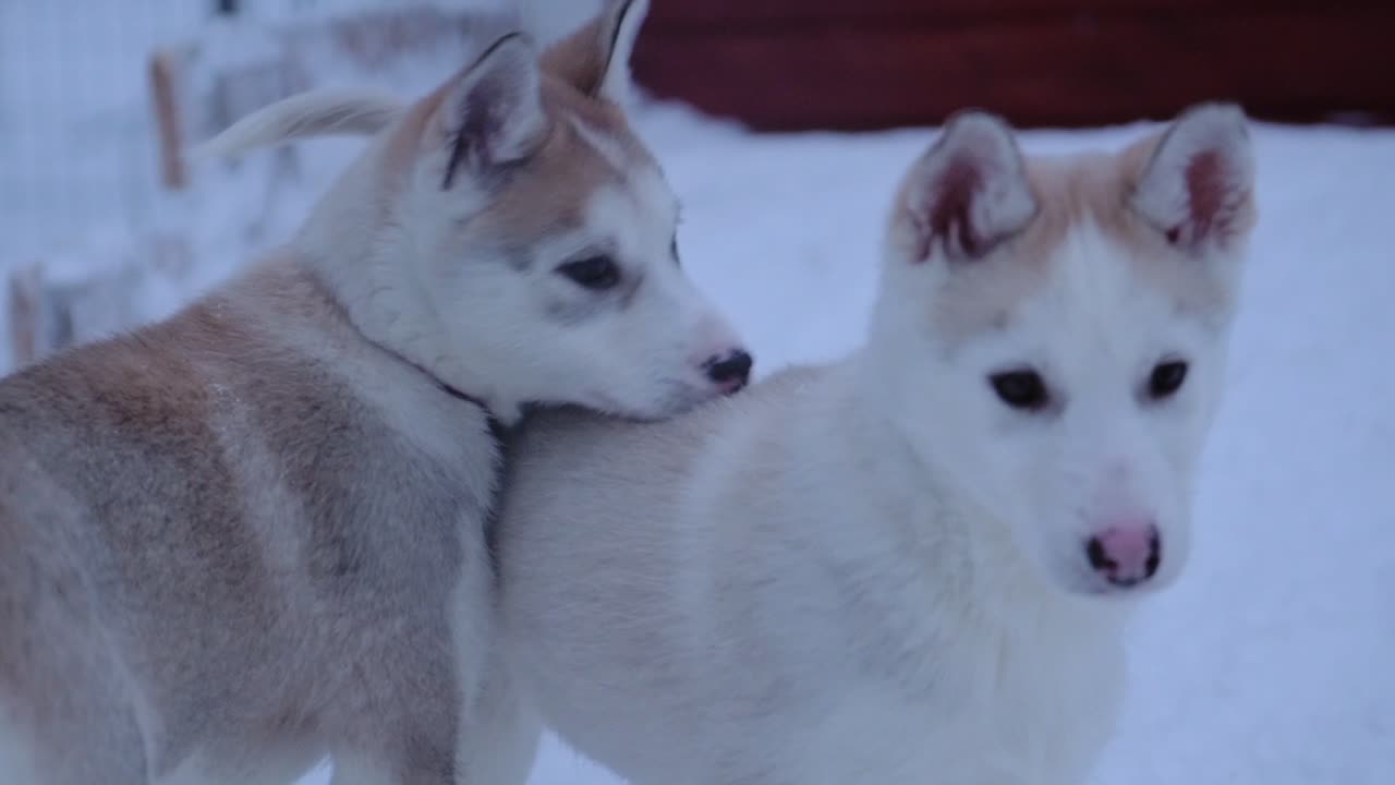 Cuccioli di husky nella neve