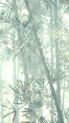 misty bamboo forest