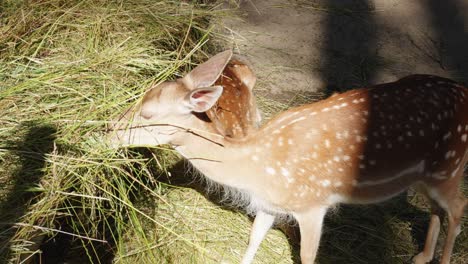 close-up of a female deer feeding on hay from a feeder