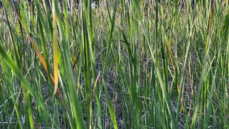 Vista-Del-Grupo-De-Schoenoplectiella-Mucronata-Nombre-Común-Junco-De-Campo-De-Arroz-Que-Crece-En-El-Parque