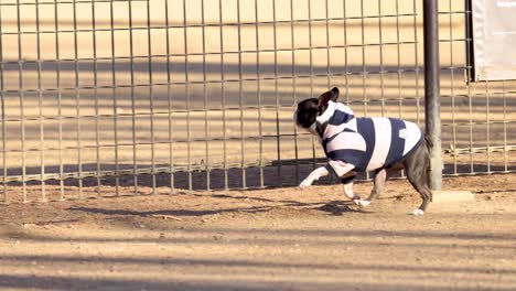 a playful dog retrieves a frisbee in a fenced area.