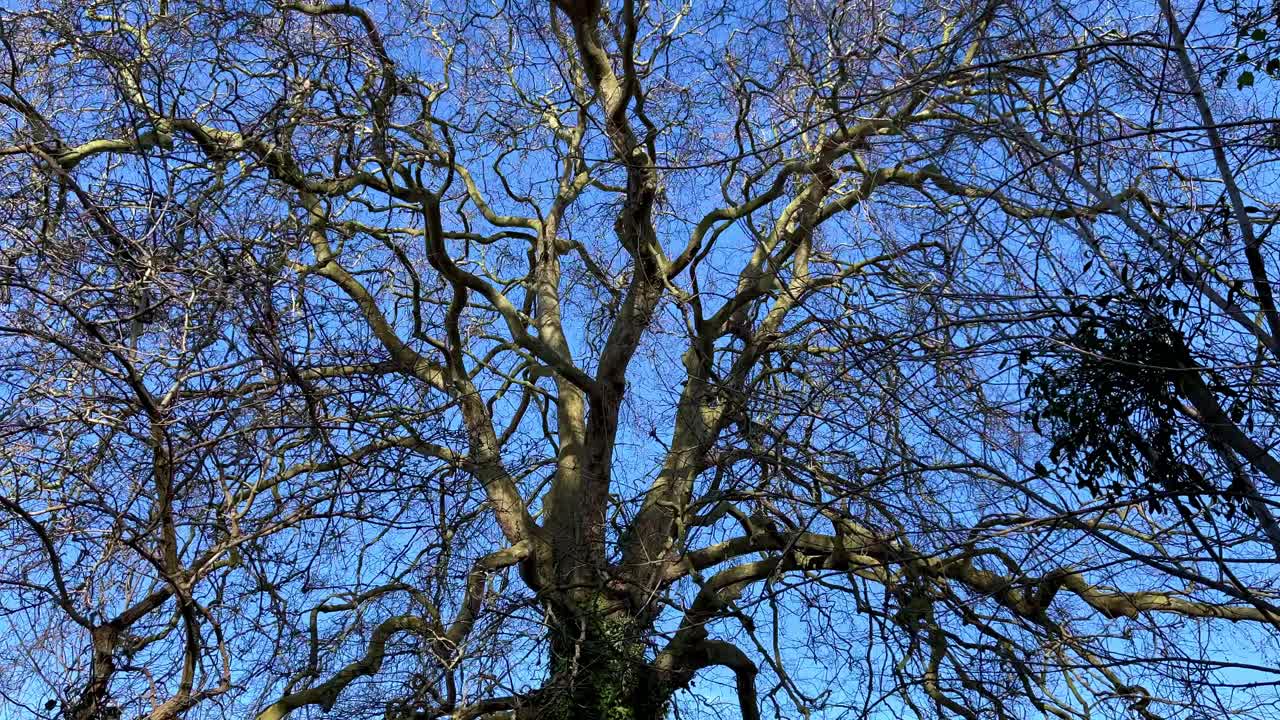 4K very old sycamore tree without leafs, camera moving upwards revealing an amazing blue sky in the background. 60fps