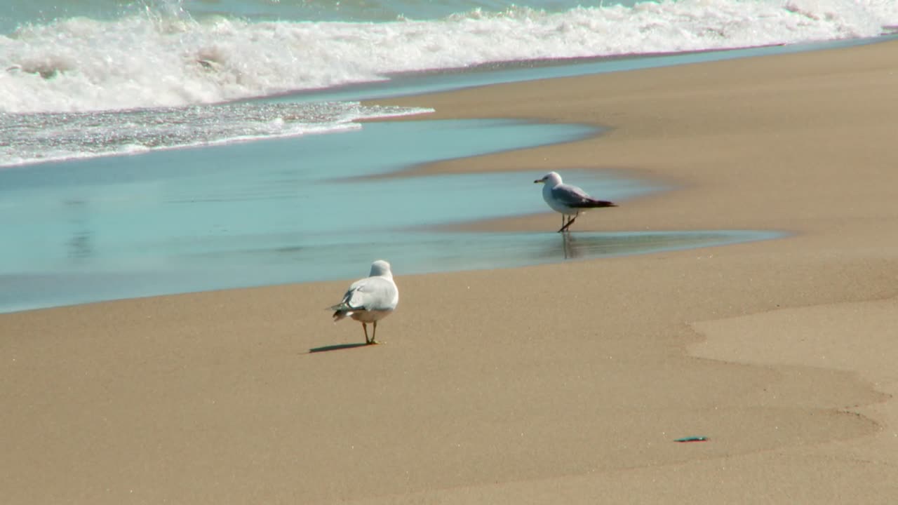 Seagulls Standing On The Sandy Shore Of Beach With Splashing Wave. - wide shot