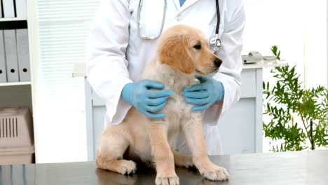 en cámara lenta un veterinario sonriente examinando a un lindo perro