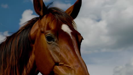 horse in a meadow
