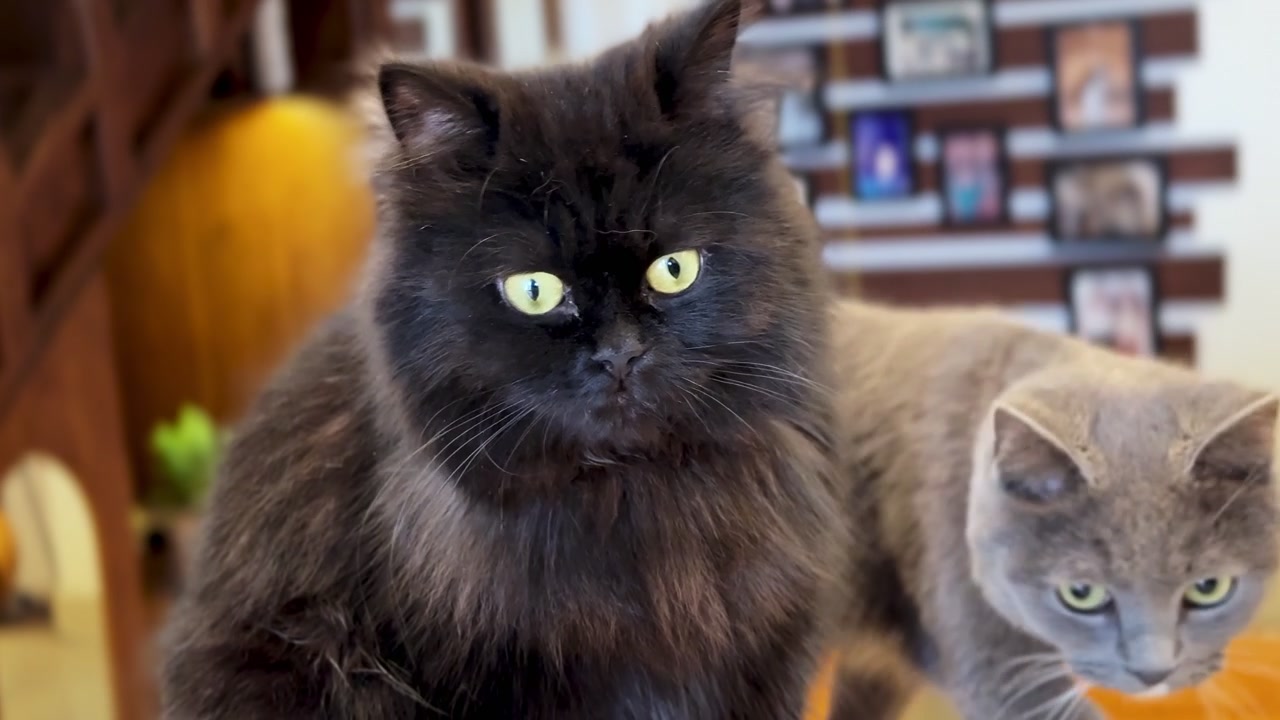 En fluffy sort langhåret kat og en grå British Shorthair-lignende ledsager sidder sammen i et varmt hjemmeinteriør, fanget tæt på mod en blødt sløret baggrund