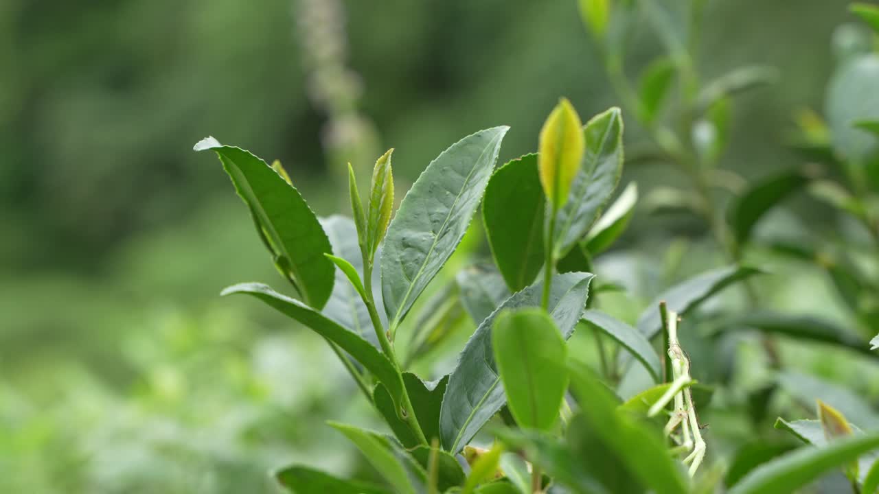 A beautiful tea garden on the hills of Darjeeling. Darjeeling tea is world famous for its taste and aroma. Darjeeling tea is mainly grown on the sloping lands of the hills