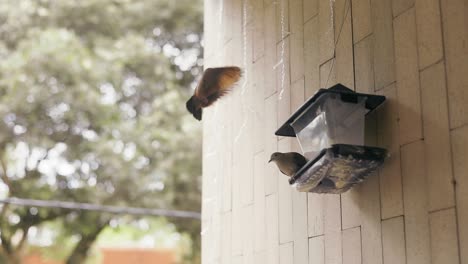 Ruddy-ground-dove-staying-aperch-on-a-bird-feeder-while-another-approaches-near-by-attempting-to-land-on-the-bird-feeder