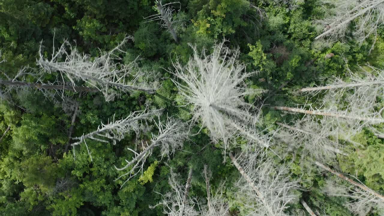 숲 에서 벌거벗은 가지 가 있는 나무 들 의 전망