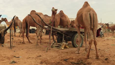 Camels-at-the-Pushkar-Fair,-also-called-the-Pushkar-Camel-Fair-or-locally-as-Kartik-Mela-is-an-annual-multi-day-livestock-fair-and-cultural-held-in-the-town-of-Pushkar-Rajasthan,-India.