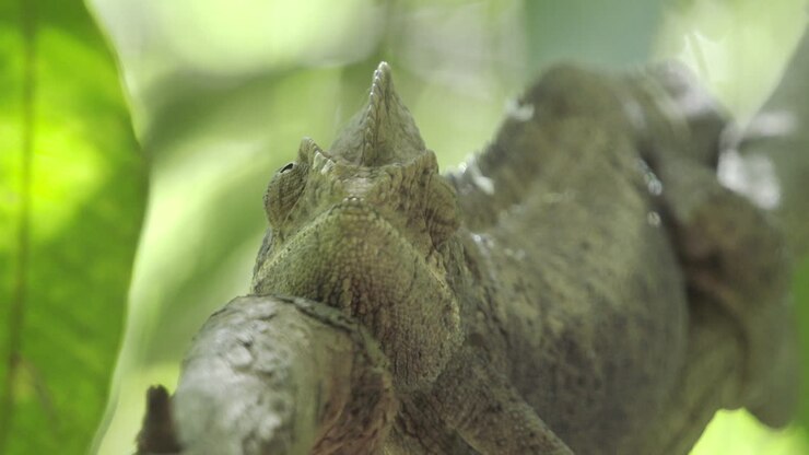 Giant chameleon on a branch in Madagascar, perfectly blending in and facing camera, medium shot, front view medium shot