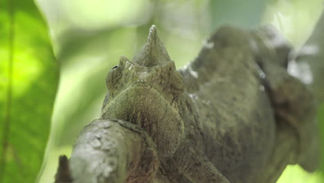 giant chameleon on a branch in madagascar, perfectly blending in and facing camera, medium shot, front view medium shot