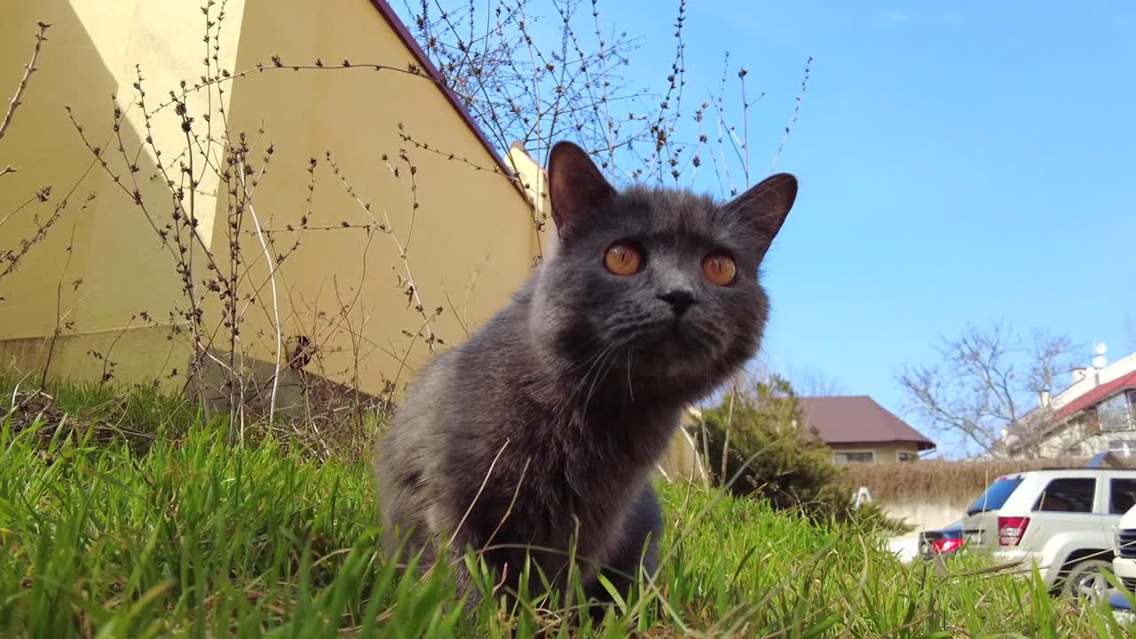 Close up of a British Shorthair cat standing in the grass