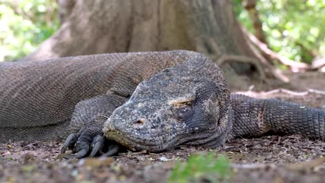 gran dragón de komodo descansando sobre una gran garra afilada, abriendo y cerrando los ojos para comprobar los alrededores, primer plano, parque nacional de komodo, flores, indonesia