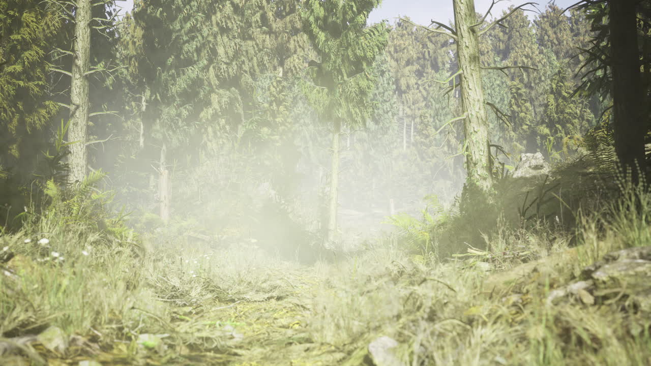 Mysterious forest trail surrounded by dense trees and mist at dawn