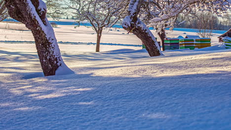 time lapse of fairytale winter landscape with a snowy meadow and trees