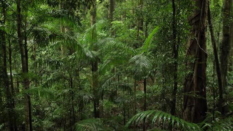 foresta verde nel ponte naturale, parco nazionale di springbrook, entroterra della gold coast, australia